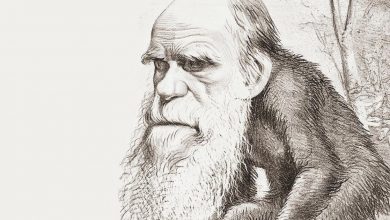 Мифы об эволюции человека